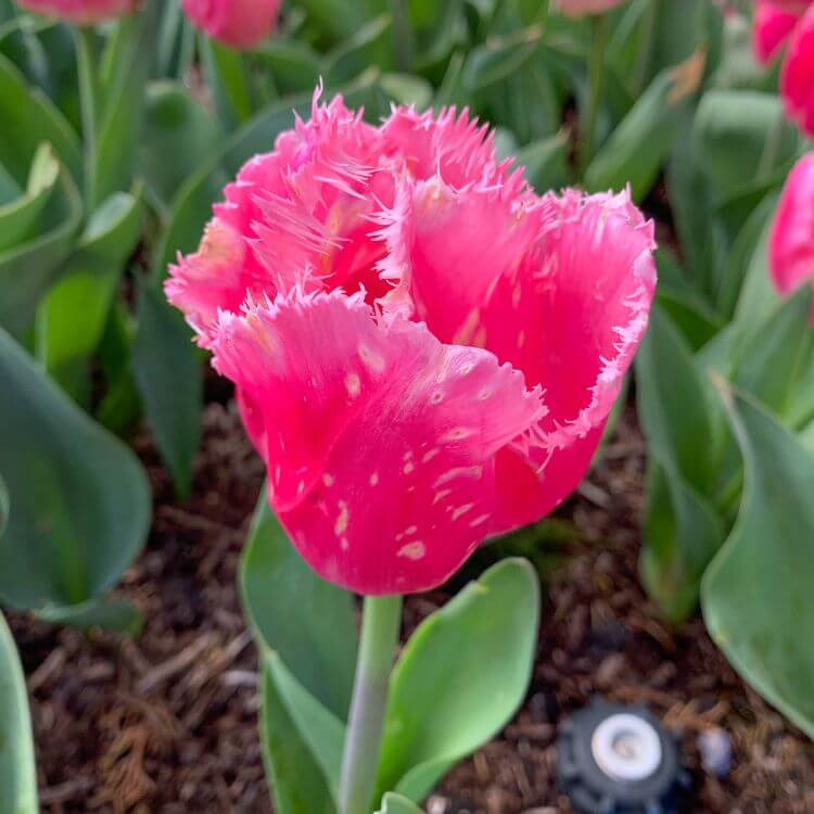 Close-up of fringed tulip in bold colors, showing unique petal textures and edges
