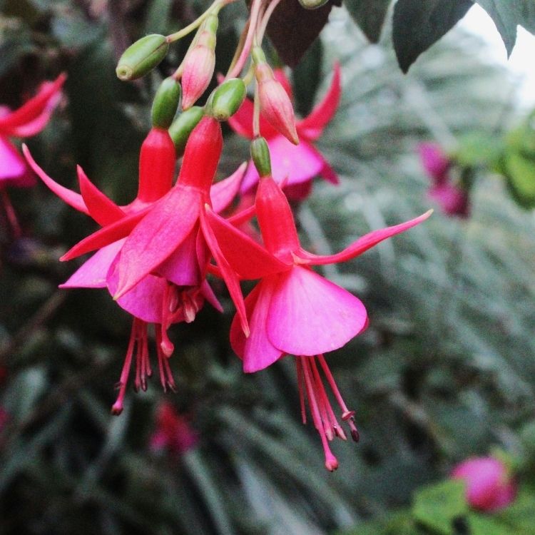 Fuchsia flowers hanging down in bright colors