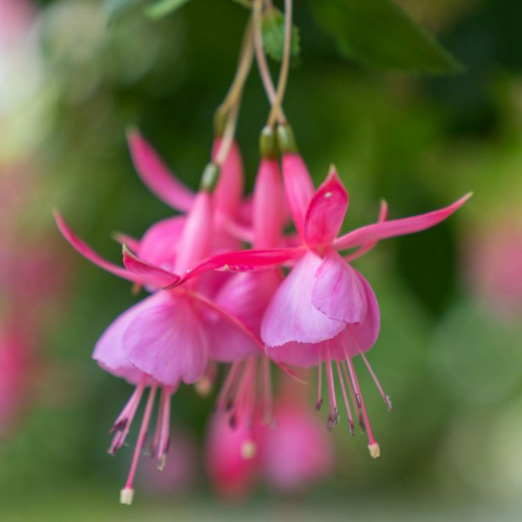 Hanging pink and purple fuchsia flowers