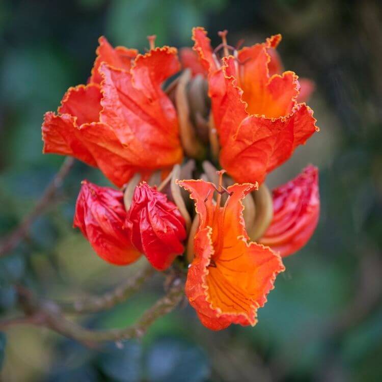 National Flower of Gabon-African-Tulip