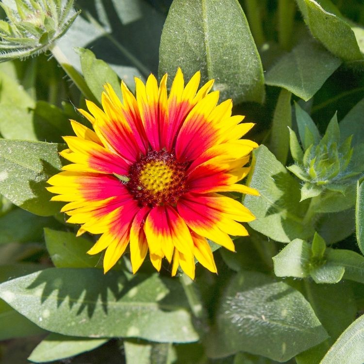 Gaillardia flower with bold red and yellow colors