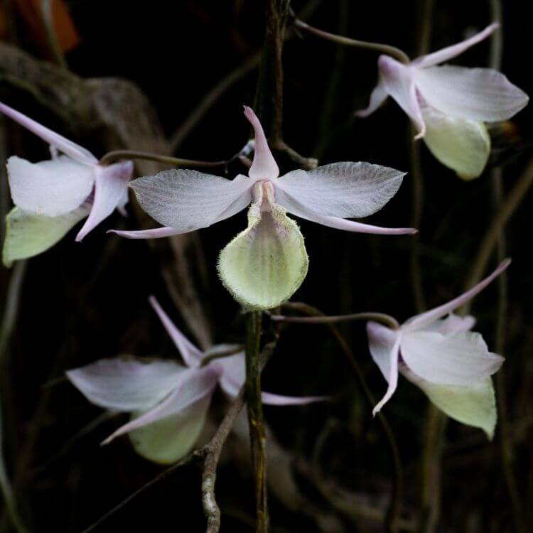 National Flower of Gambia-White Orchid