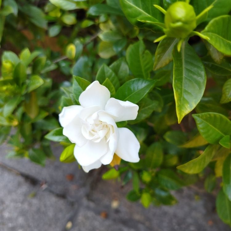Gardenia flower with creamy white fragrant bloom