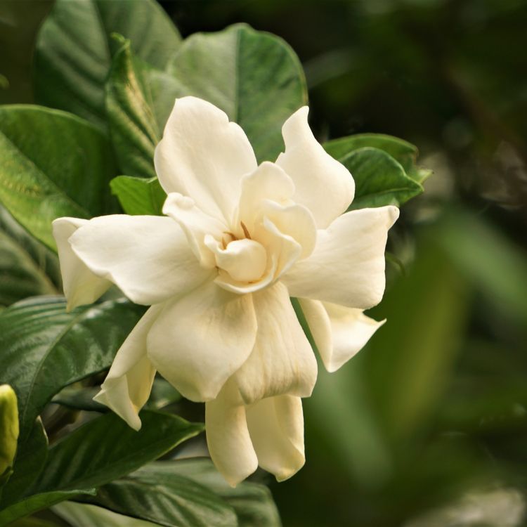 White gardenia flower with thick green leaves