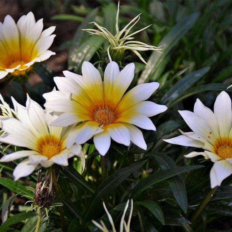 Gazania flowers 