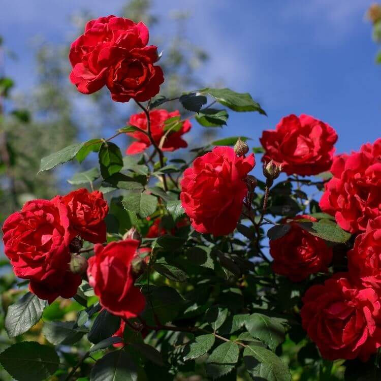 National Flower of Georgia-Rose