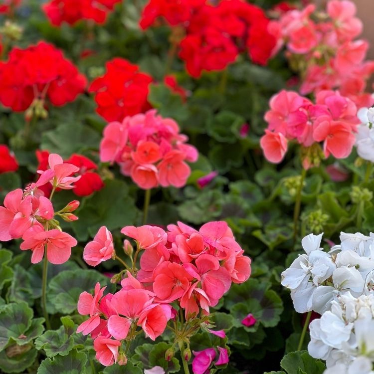 Geranium flowers growing in soft rounded clusters
