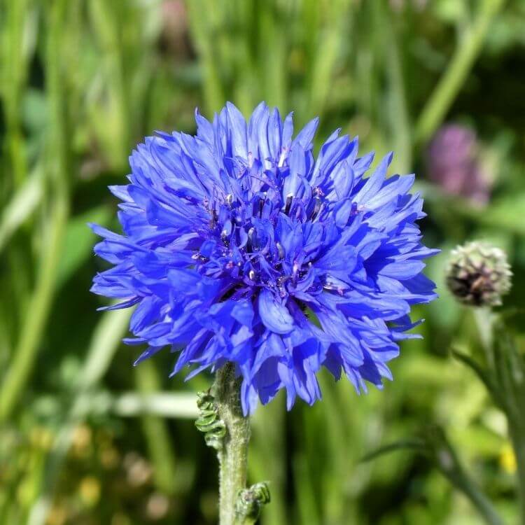 National Flower of Germany-Cornflower