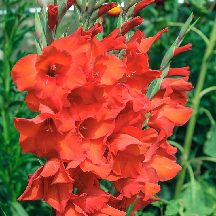 Gladiolus flowers growing tall along a vertical spike