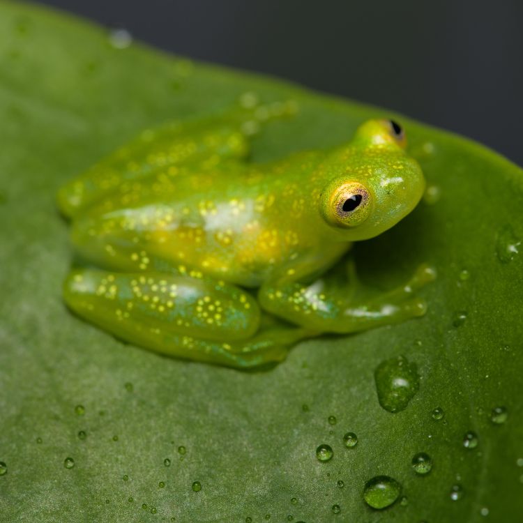 Transparent frog showing internal organs on green leaf