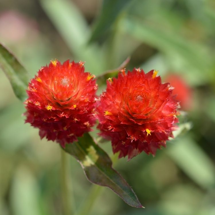 Globe amaranth flowers with round long lasting heads