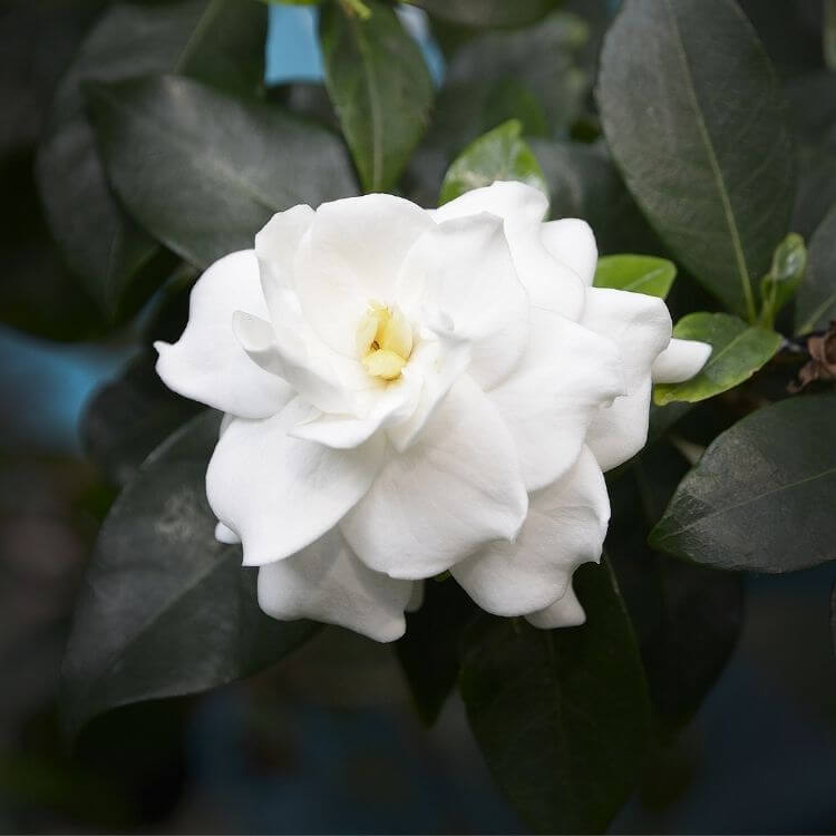 Creamy white fragrant gardenia-A to Z Flowers