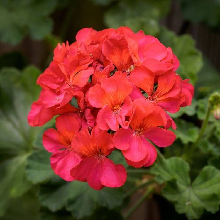 Red geranium blooms in garden pot