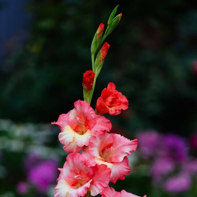 Colorful gladiolus flower spike in bloom