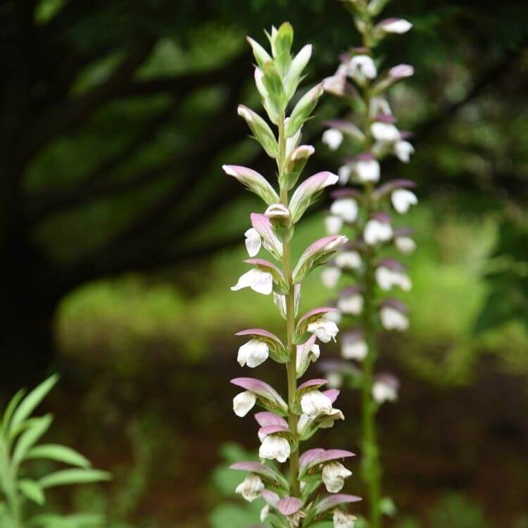 National Flower of Greece-Bear’s-Breech