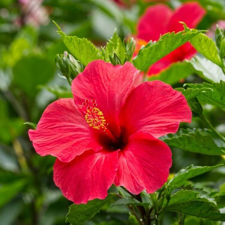 Large tropical red hibiscus-A to Z Flowers