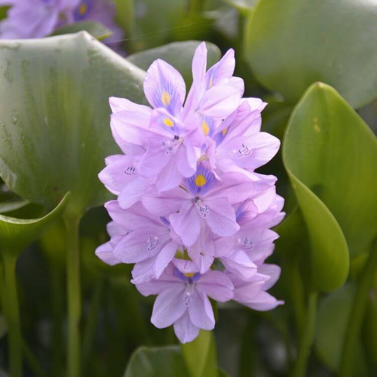 Purple hyacinth dense fragrant flower spike