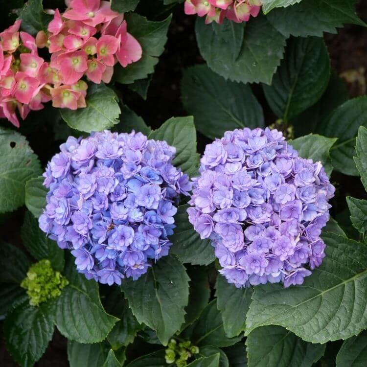 Blue hydrangea globe-shaped flower cluster