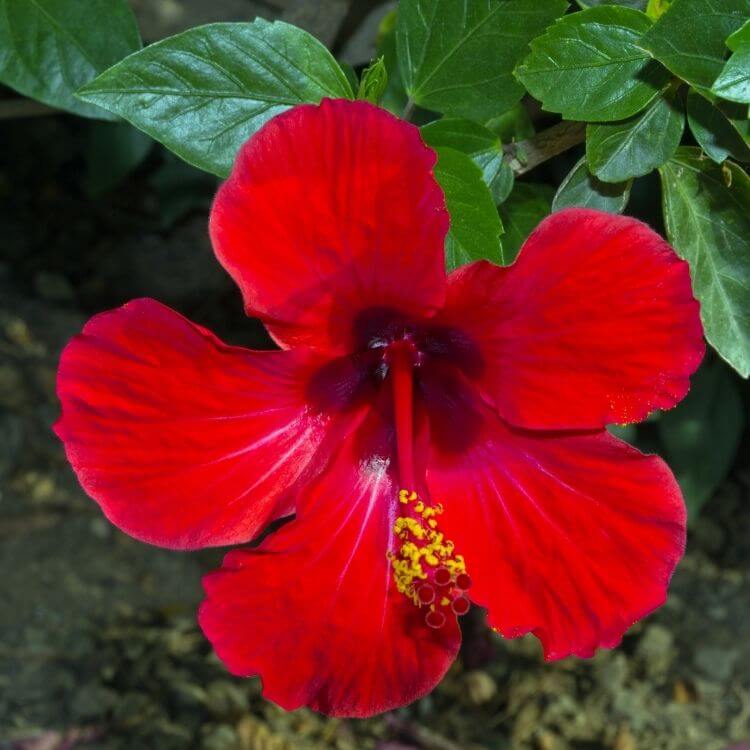 National Flower of Haiti-Hibiscus