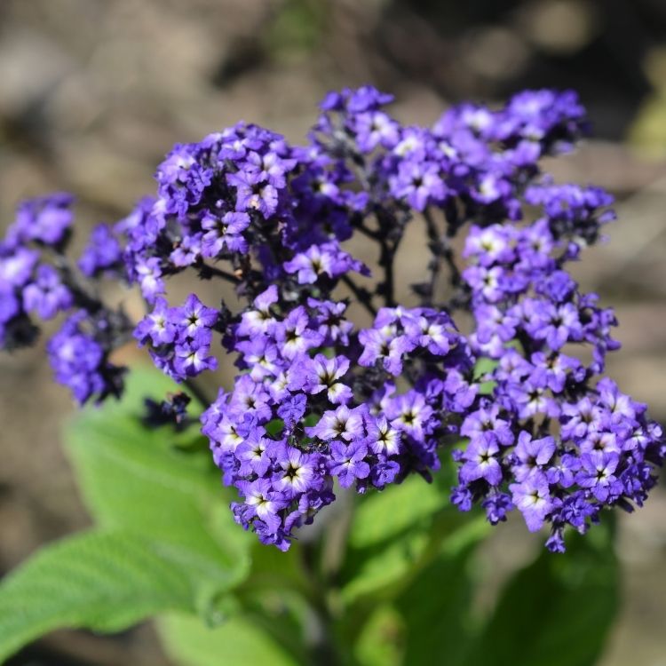 Heliotrope flowers with sweet scent and purple color