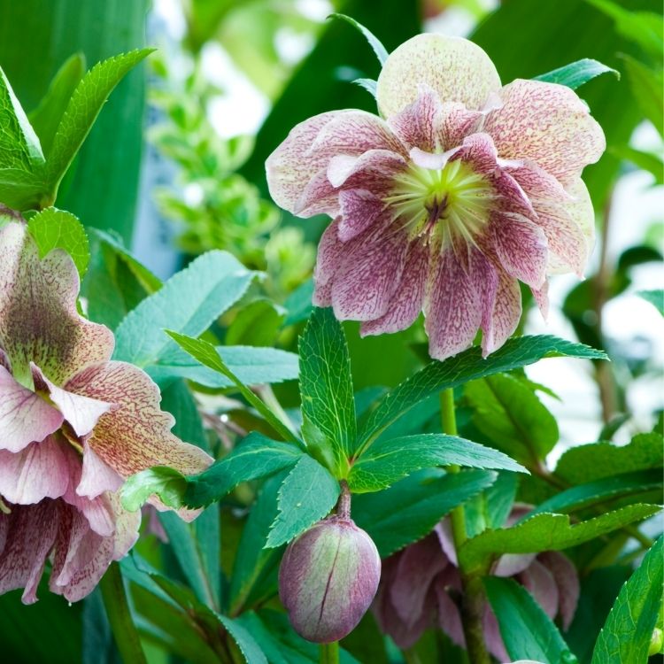 Hellebore flower gently facing downward in bloom