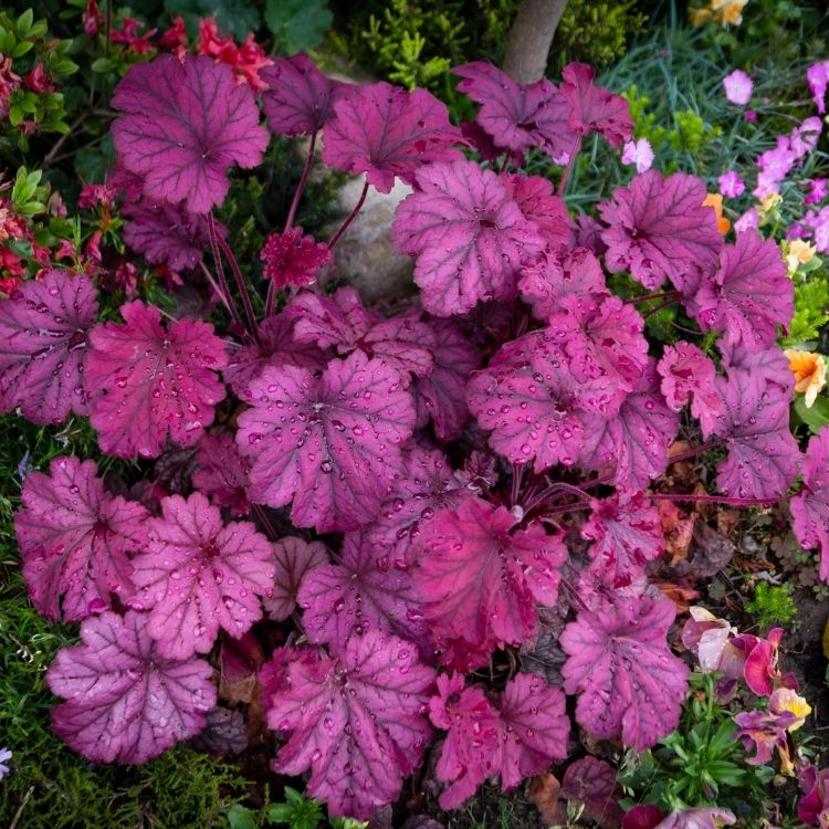 Heuchera plant with colorful decorative foliage