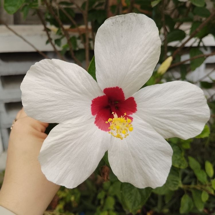 Hibiscus flower with wide open tropical petals