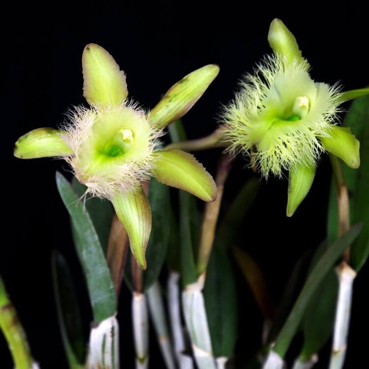 National Flower of Honduras-Rhyncholaelia-Digbyana
