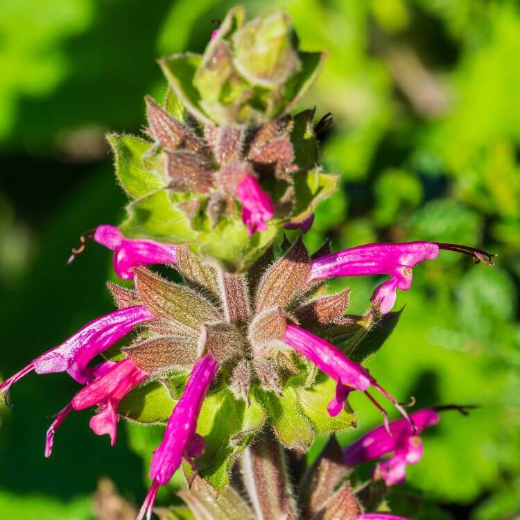 Hummingbird Sage Flower with tubular petals resembling a hummingbird feeding