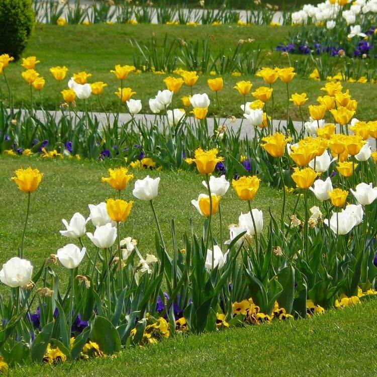 National Flower of Hungary-Tulip