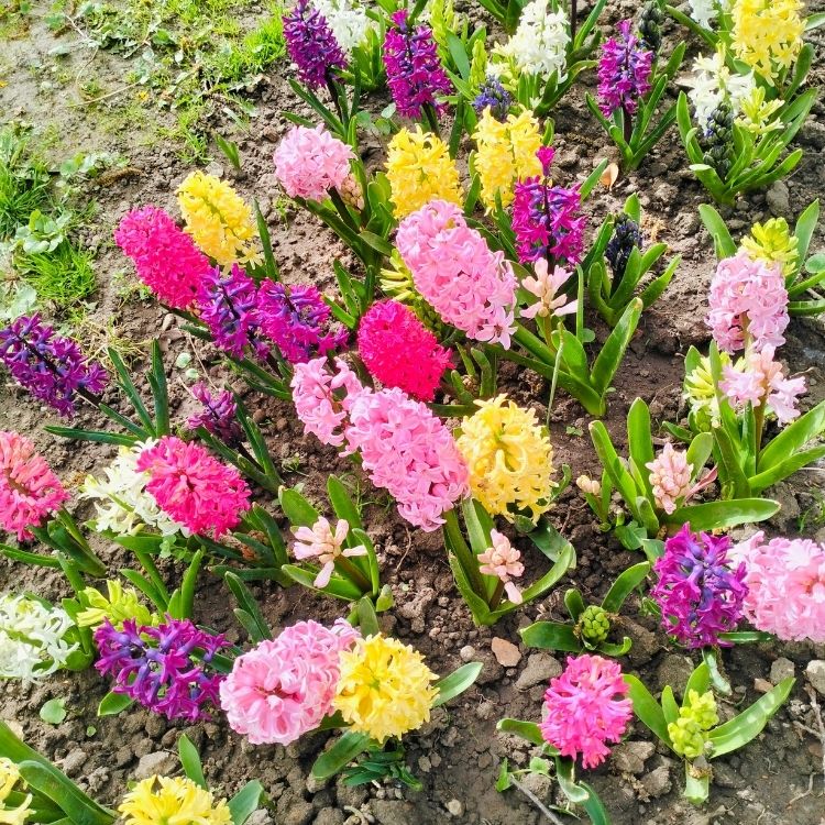 Hyacinth flowers forming dense fragrant clusters
