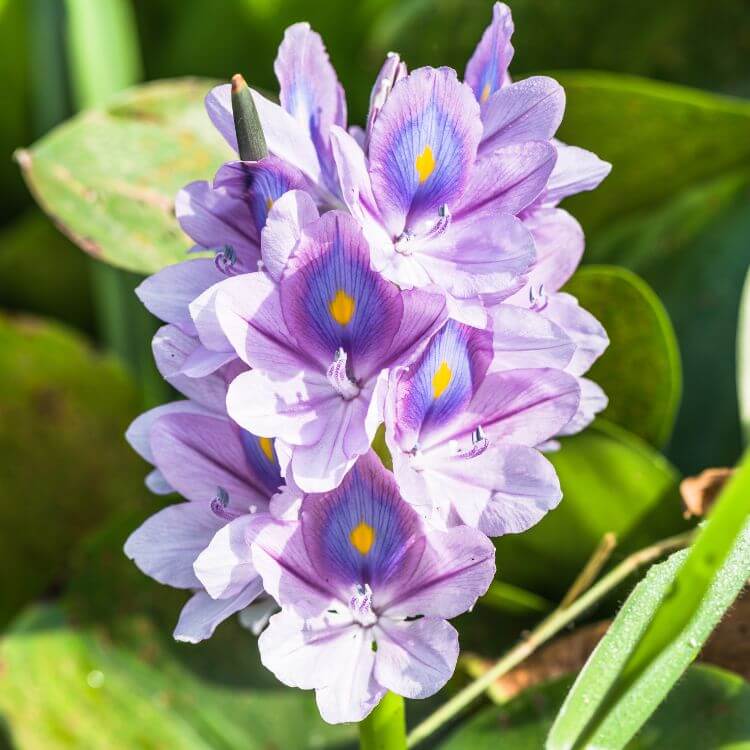 hyacinth with clusters of fragrant purple blossoms, highlighting dense petals and green leaves.