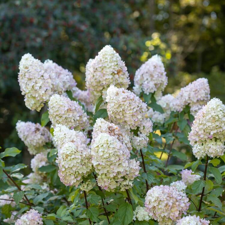 Panicled hydrangea bush with large clusters of white flowers