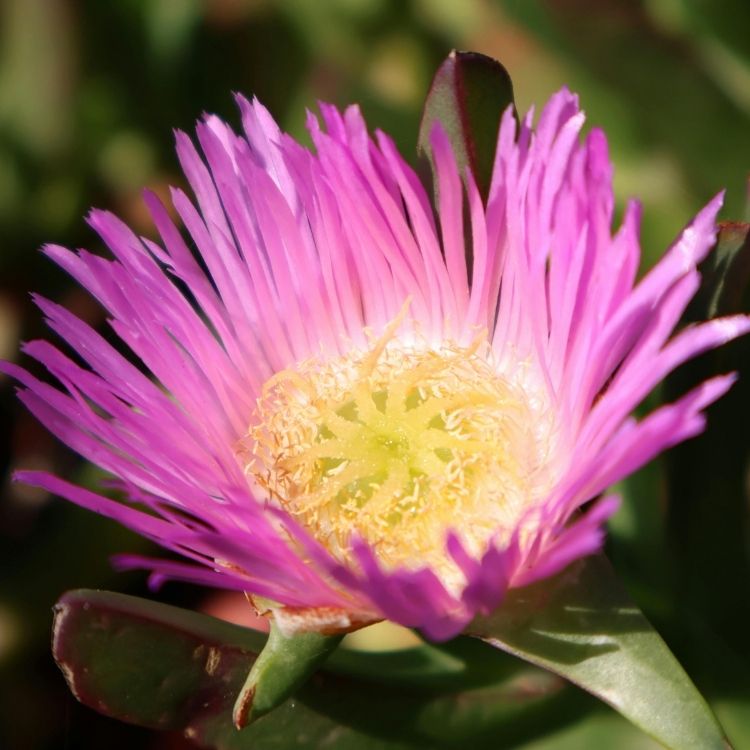 Ice plant with shiny petals in sunlight
