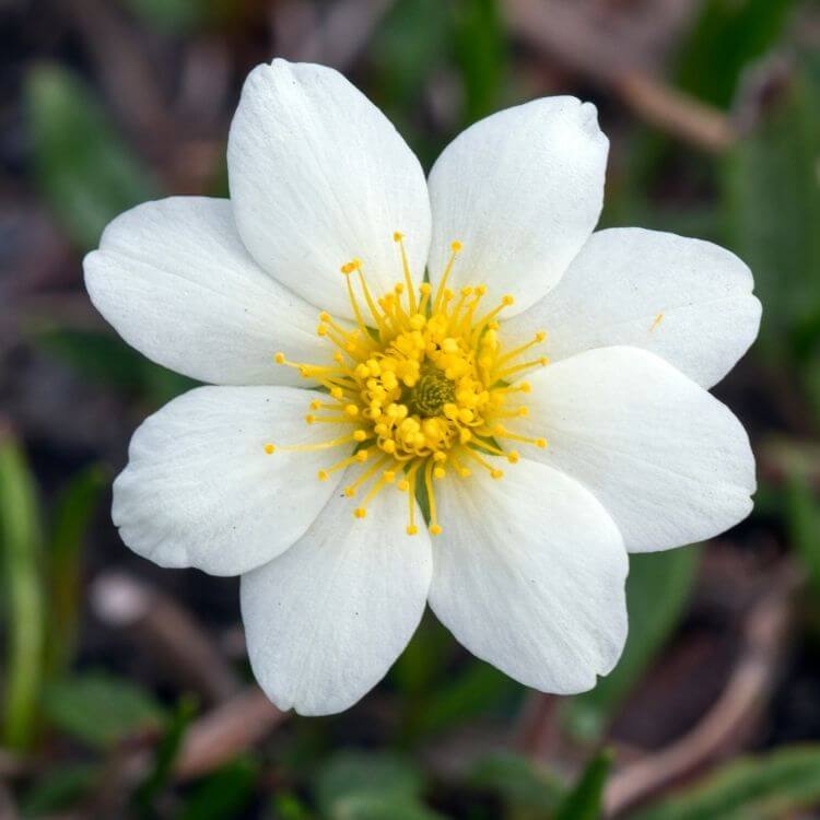 National Flower of Iceland-Mountain-Avens