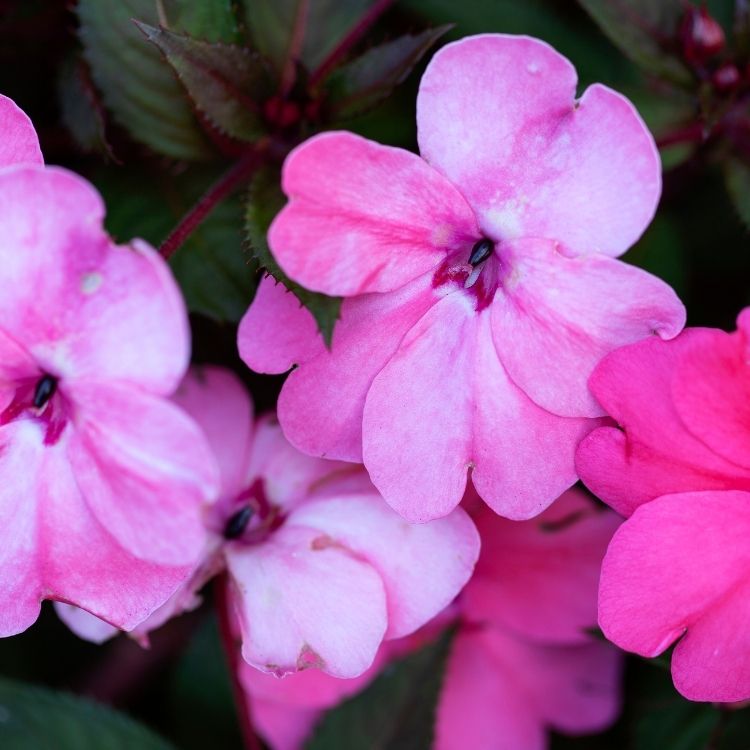 Impatiens flowers growing softly in shaded areas