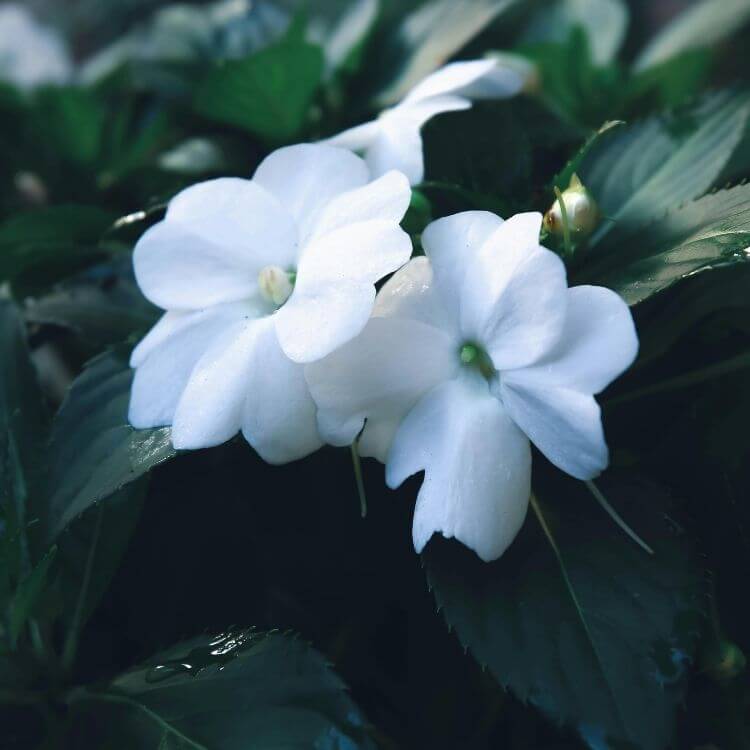 Pink impatiens flowers in shade