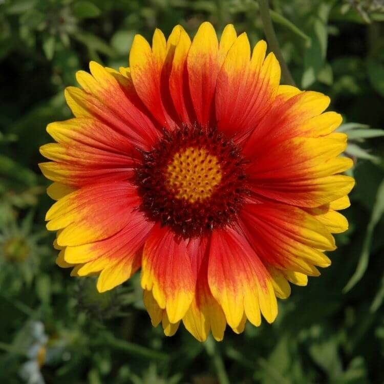 Red and yellow Indian blanket flower