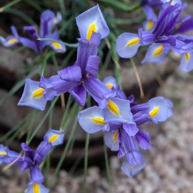 Purple iris in bloom-A to Z Flowers