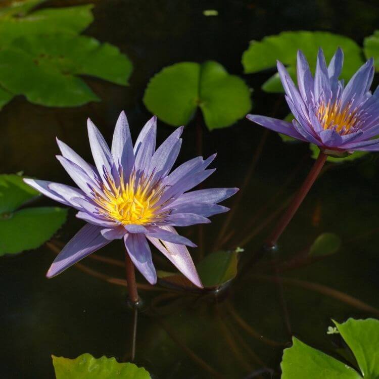 National Flower of India-Lotus