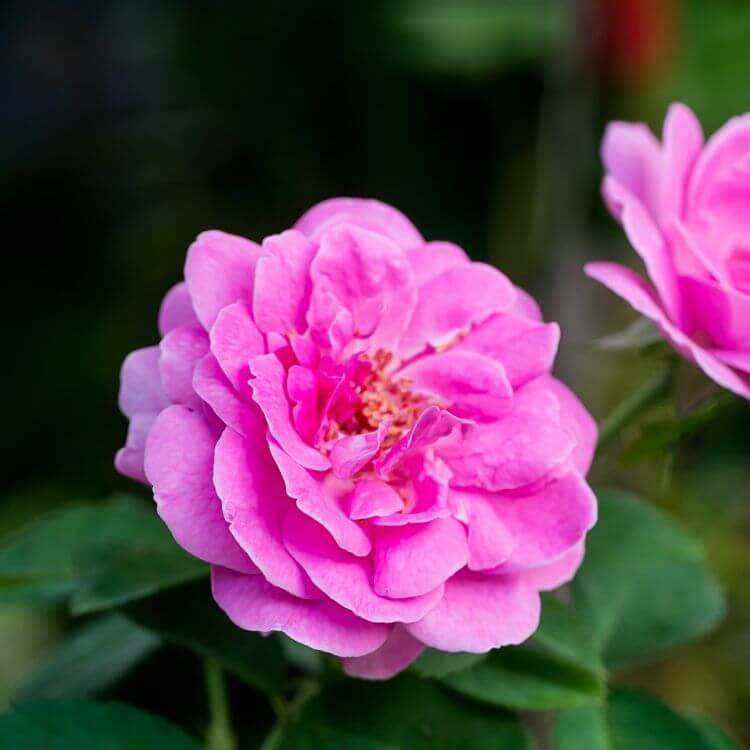 National Flower of Iran-Damask-Rose