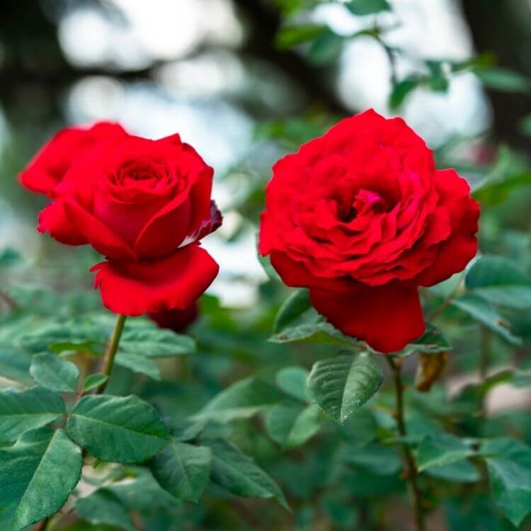 National Flower of Iraq-Rose