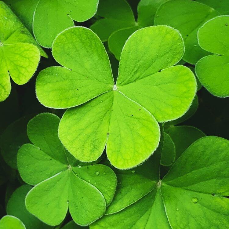 National Flower of Ireland-Shamrock