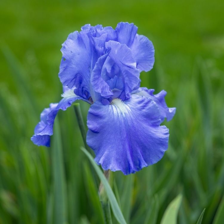 Iris flower with sharp elegant petal shapes
