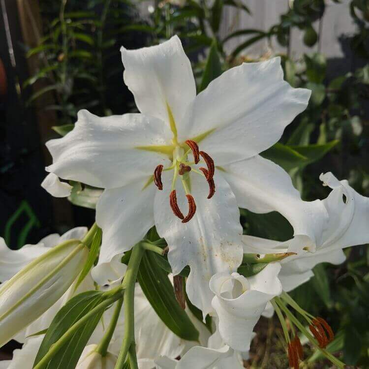 National Flower of Italy-White-Lily