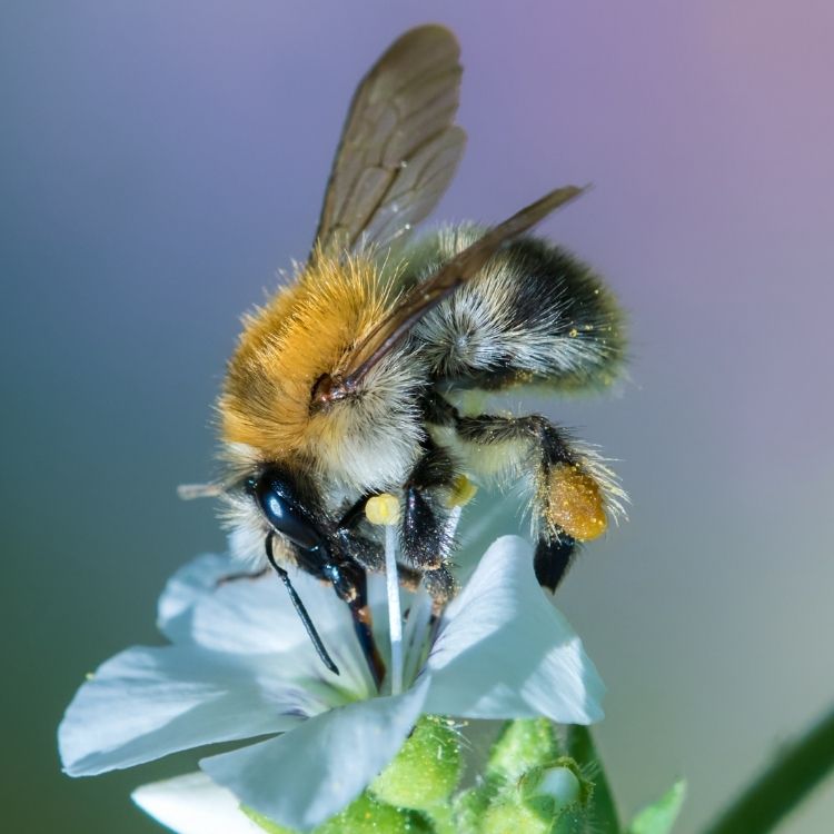 Jacobs ladder plant with a bee on its flower