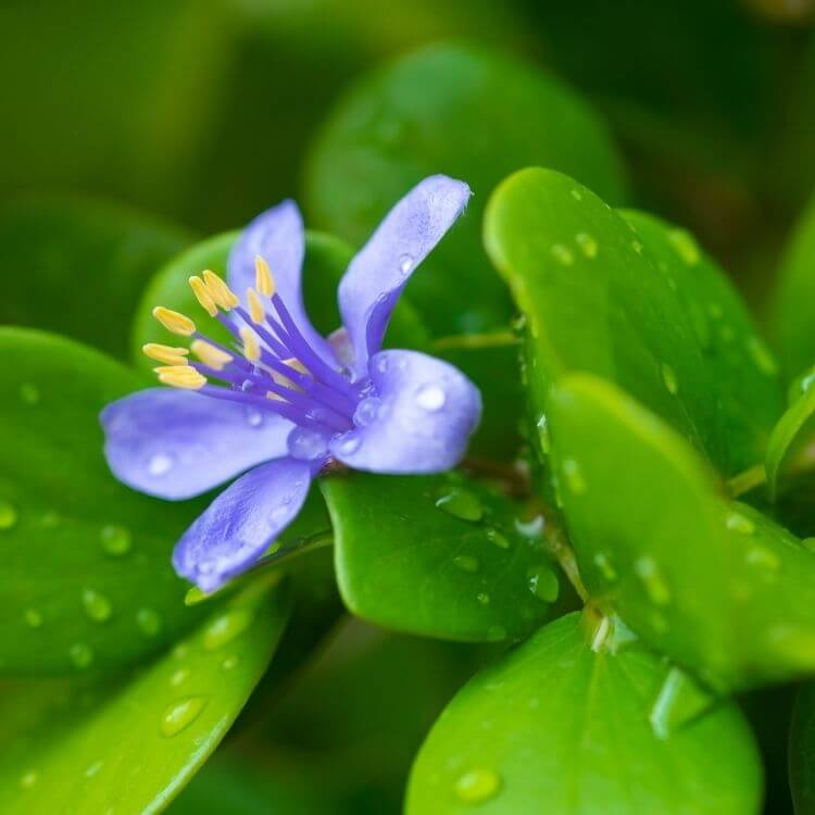 National Flower of Jamaica-Lignum-Vitae