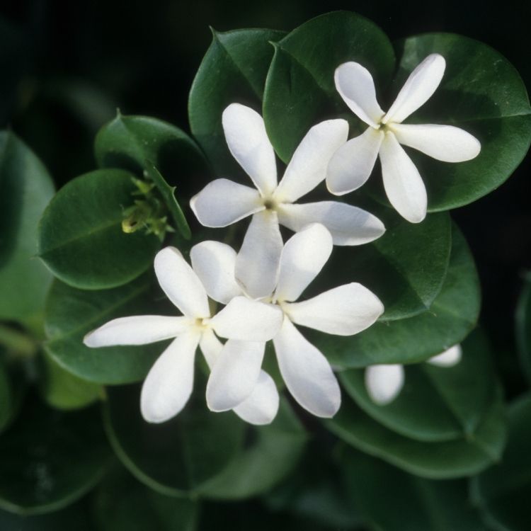 Small jasmine flowers with soft white fragrant petals
