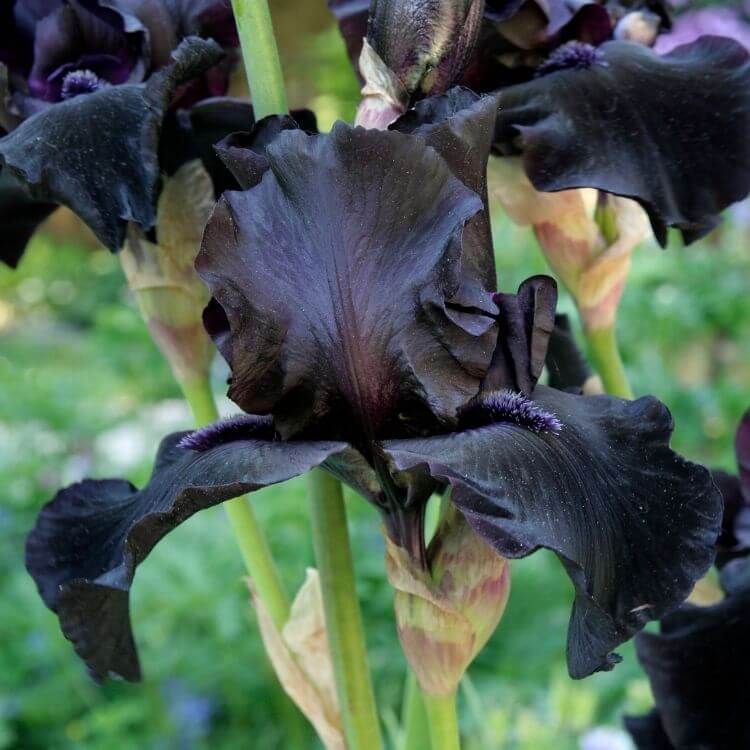 National Flower of Jordan-Black-Iris