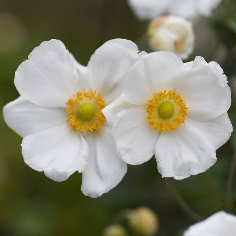 White Japanese anemone flower